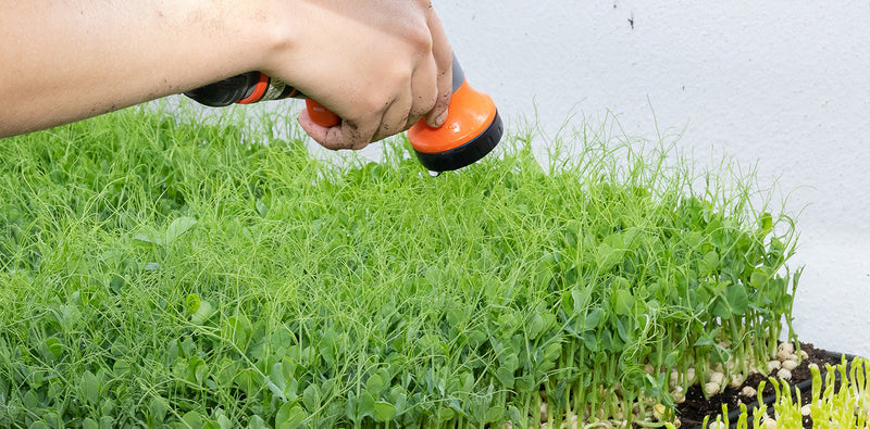 Microgreens: Megapower in Bio-Qualität