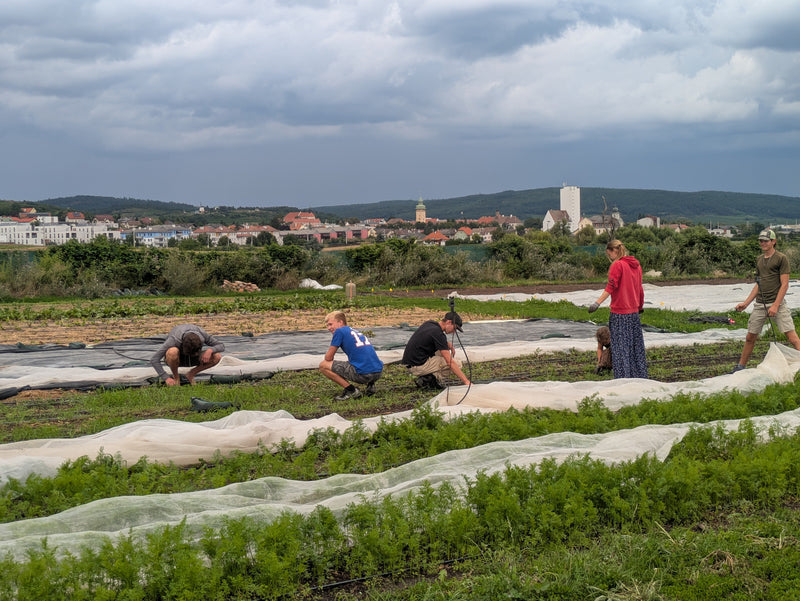 Das Team von Gutes vom Gutshof arbeitet nach No-Dig regenerativen Prinzipien