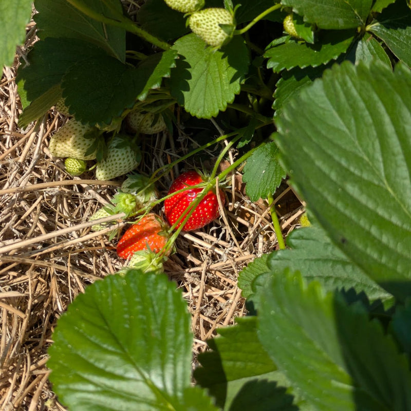 Reife Bio-Erdbeeren zwischen Stroh und Blättern im Beet