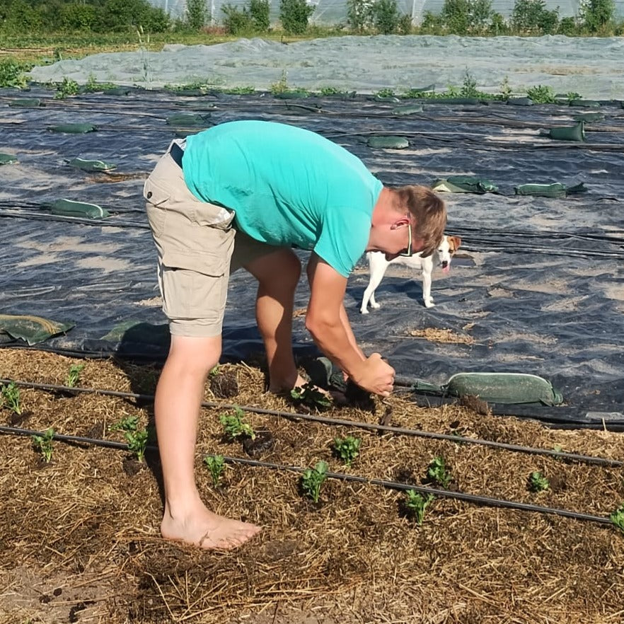Wintergemüse im Sommer pflanzen