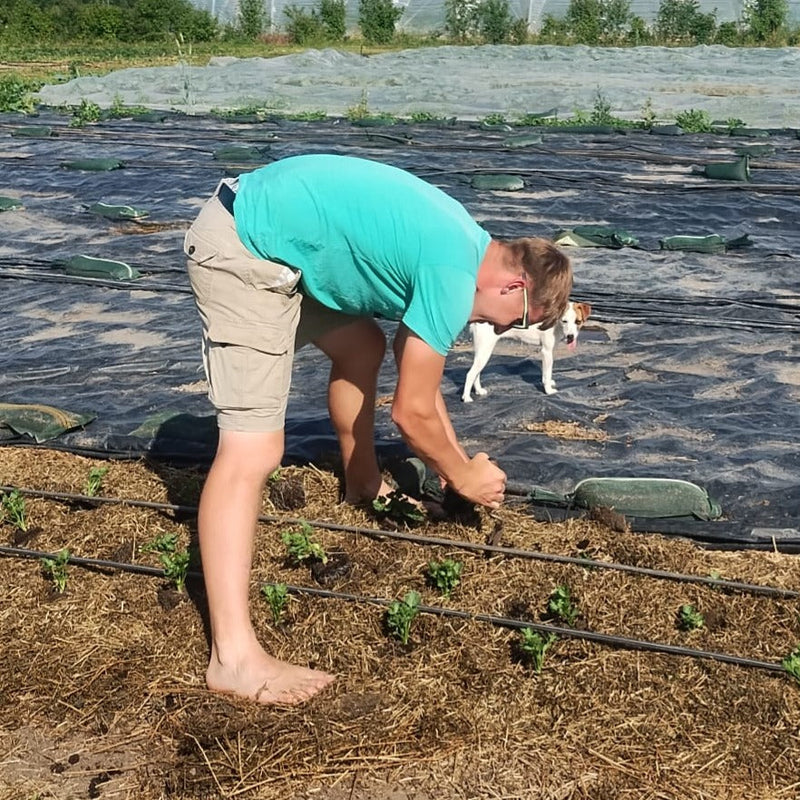 Wintergemüse im Sommer pflanzen