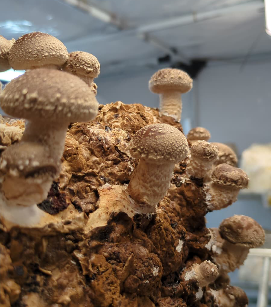 Shiitake Pilze