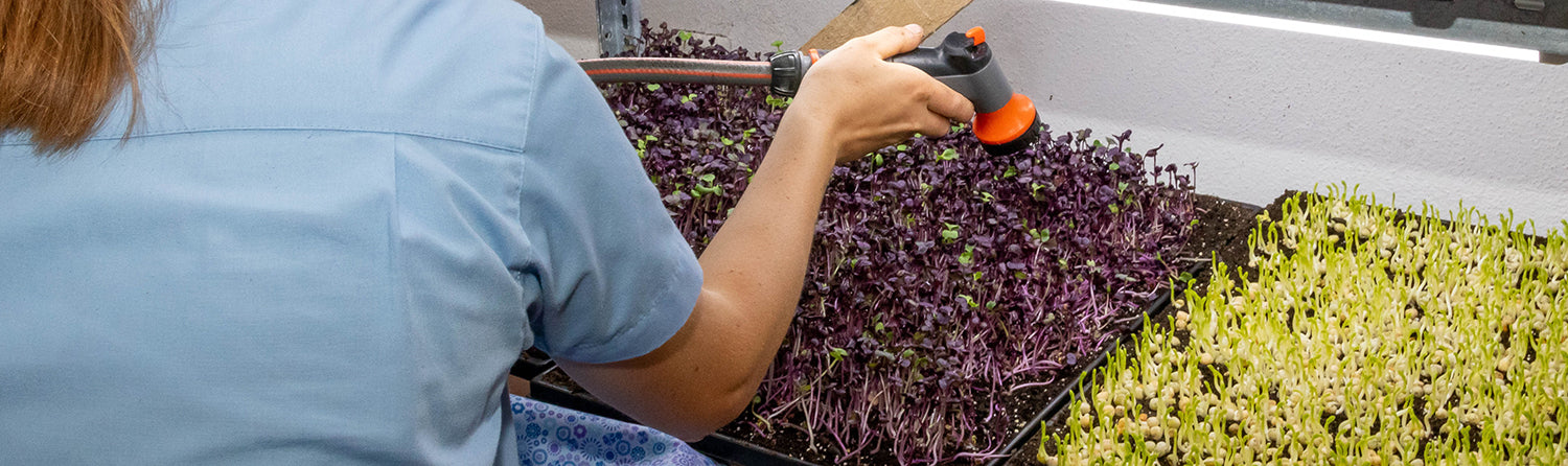Frische Bio-Microgreens vom Gutshof