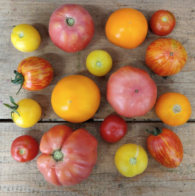 verschiedene Tomatensorten